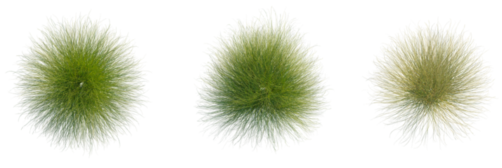 Nassella tenuissima trees plan, top view, cutout, transparent background, isolate, Three vibrant ornamental plants with delicate textures against a dark backdrop