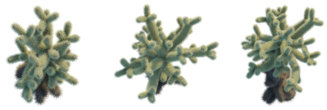 Cylindropuntia bigelovii trees plan, top view, cutout, transparent background, isolate, Close up of a vibrant cholla cactus with soft, fuzzy spines