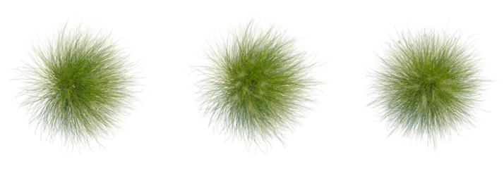 Nassella tenuissima trees plan, top view, cutout, transparent background, isolate, Three vibrant green ornamental grasses from a top-down perspective, isolated