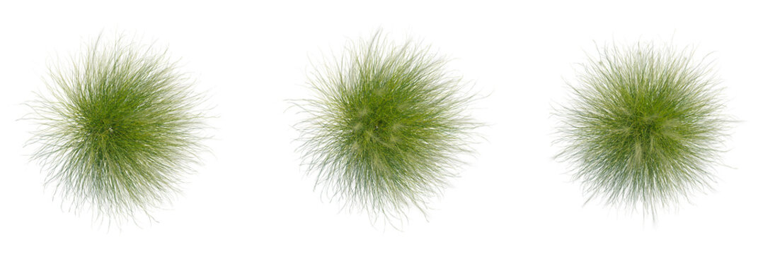 Nassella tenuissima trees plan, top view, cutout, transparent background, isolate, Three vibrant green ornamental grasses from a top-down perspective, isolated