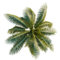 Cocos nucifera trees plan, top view, cutout, transparent background, isolate, Vibrant palm fronds cast an exotic tropical canopy from above