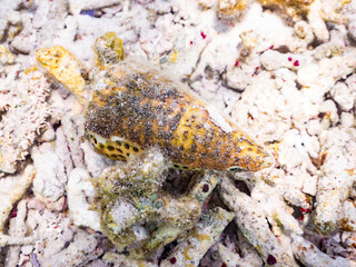 ゴマフイモ, 
英名学名科目：Lettered Cone, Conus pulicarius, イモガイ科,
美しいサンゴ礁と熱帯魚の群れ。
安室島沖縄県
島尻郡慶良間諸島座間味島-2025
サンゴの産卵があり卵が漂う。沖縄本島から40km西方の諸島。30以上の島嶼群全体が国立公園に指定。珊瑚礁の青い海と白い砂浜は世界屈指の美。貴重な動植物が多数生息。
