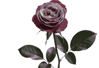 Single dark purple rose with green leaves on a white background Keywords: rose, purple, flower, bloom, blossom, floral, botanical, nature, plant