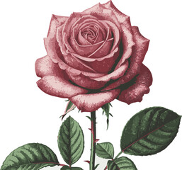 Single pink rose with green leaves on a white background Keywords: rose, pink, flower, bloom, blossom, floral, botanical, nature, plant, stem