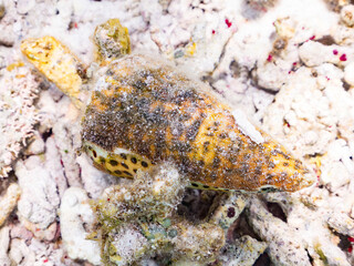 ゴマフイモ, 
英名学名科目：Lettered Cone, Conus pulicarius, イモガイ科,
美しいサンゴ礁と熱帯魚の群れ。
安室島沖縄県
島尻郡慶良間諸島座間味島-2025
サンゴの産卵があり卵が漂う。沖縄本島から40km西方の諸島。30以上の島嶼群全体が国立公園に指定。珊瑚礁の青い海と白い砂浜は世界屈指の美。貴重な動植物が多数生息。
