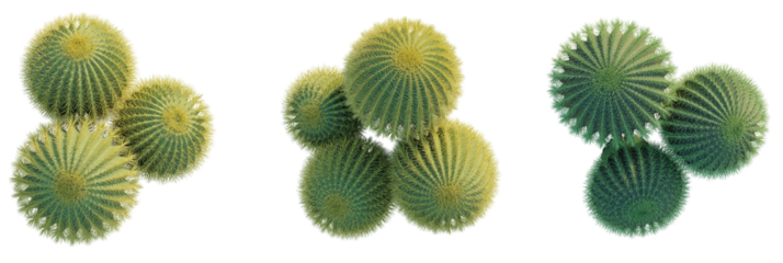 Echinocactus grusonii trees plan, top view, cutout, transparent background, isolate, Vibrant barrel cacti cluster, unique desert plants, isolated subjects