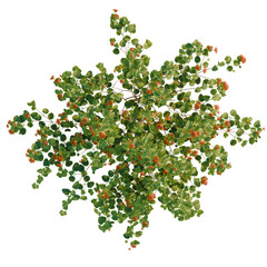 Lantana camara trees plan, top view, cutout, transparent background, isolate, Vibrant green bush...