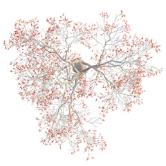 Erythrina variegata trees plan, top view, cutout, transparent background, isolate, Stunning aerial view of a winter tree with delicate red berries