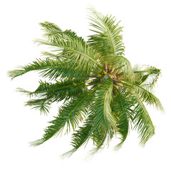 Coconut trees plan, top view, cutout, transparent background, isolate, Vibrant palm fronds sway...