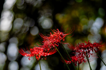 妖艶な美しさで咲く彼岸花
