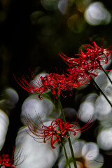 妖艶な彼岸花（縦アングル）
