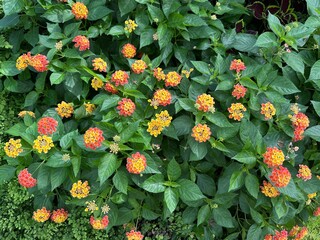 Colorful lantana flowers blooming in garden bed