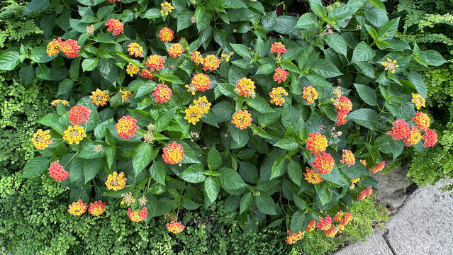 Vibrant orange and yellow lantana blossoms in green garden - Powered by Adobe