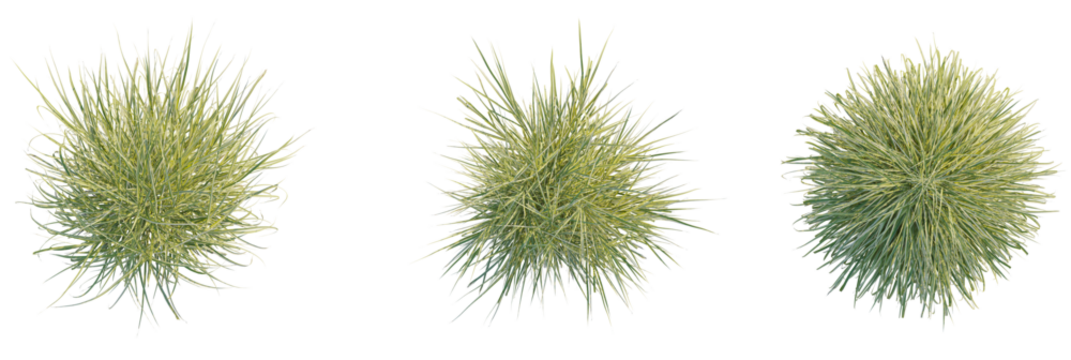 Miscanthus sinensis variegatus trees plan, top view, cutout, transparent background, isolate, Three decorative ornamental grass plants viewed from above against a black backdrop
