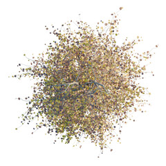 Fagus sylvatica Purple Fountain trees plan, top view, cutout, transparent background, isolate,...