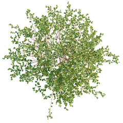 Frangula alnus trees plan, top view, cutout, transparent background, isolate, Vibrant green leafy tree from above, perfect for nature scenes