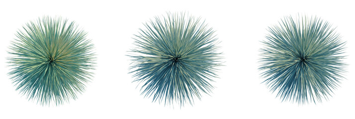 Yucca rostrata trees plan, top view, cutout, transparent background, isolate, Stunning blue agave plants, ideal for modern design, isolated on black background