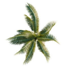 Cocos nucifera trees plan, top view, cutout, transparent background, isolate, Tropical palm fronds sway in gentle breeze, evoking vacation dreams and paradise