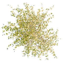 Forsythia x intermedia Golden Bells trees plan, top view, cutout, transparent background, isolate, Delicate blooming shrub with light yellow flowers seen from above