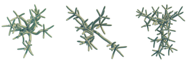 Cylindropuntia spinosior trees plan, top view, cutout, transparent background, isolate, Intricate branching microscopic organism with fuzzy texture, science concept