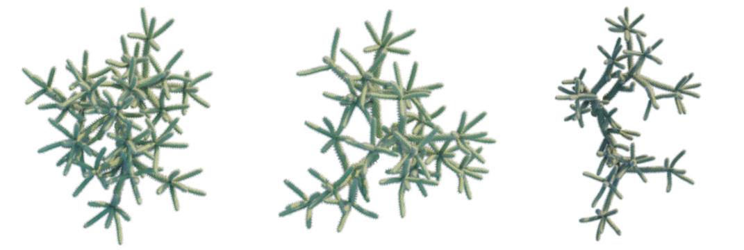 Cylindropuntia spinosior trees plan, top view, cutout, transparent background, isolate, Abstract fractal snowflake structures in icy blue and soft yellow hues