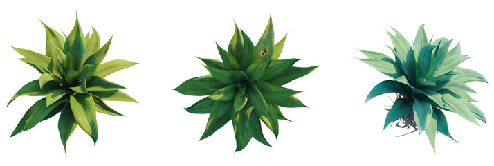 Agave attenuata trees plan, top view, cutout, transparent background, isolate, Three vibrant agave plants showcase lush green foliage under bright sunlight