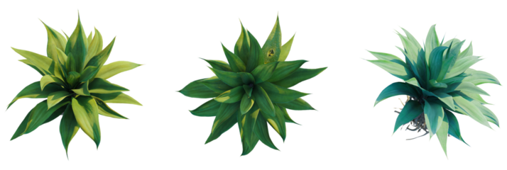 Agave attenuata trees plan, top view, cutout, transparent background, isolate, Three vibrant agave plants showcase lush green foliage under bright sunlight