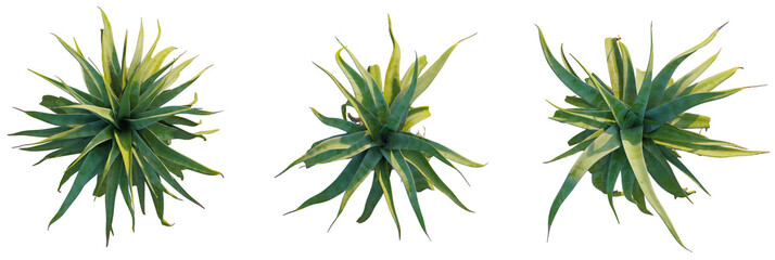 Aloe alooides trees plan, top view, cutout, transparent background, isolate, Vibrant succulent plants offer fresh, natural green design elements