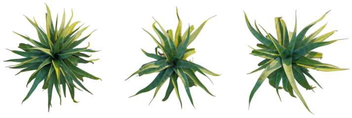 Aloe alooides trees plan, top view, cutout, transparent background, isolate, Vibrant succulent plants offer fresh, natural green design elements