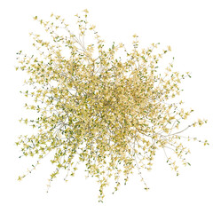 Forsythia x intermedia Golden Bells trees plan, top view, cutout, transparent background, isolate, Delicate yellow flowering shrub branches with green leaves, top view isolated