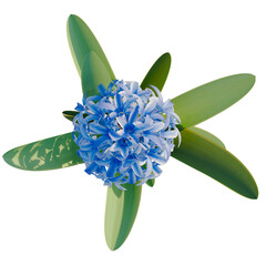 Hyacinthus orientalis trees plan, top view, cutout, transparent background, isolate, Vibrant blue hyacinth flower blooming with lush green leaves