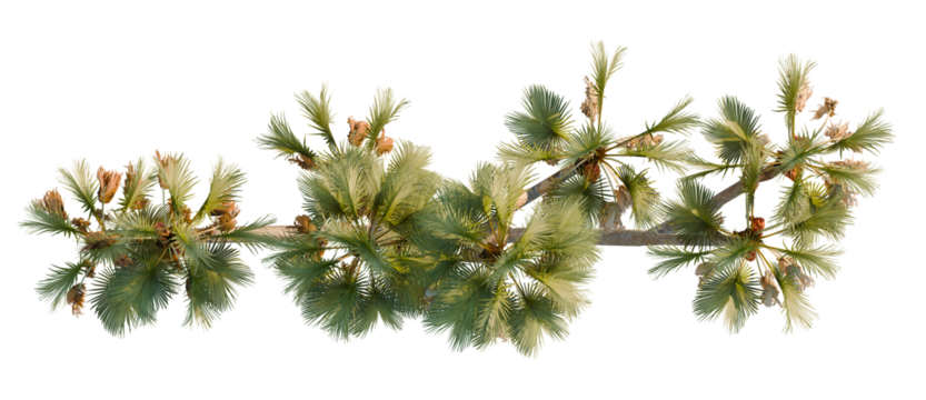 Hyphaene thebaica trees plan, top view, cutout, transparent background, isolate, Lush palm fronds with sunlit details evoke tropical paradise and vacation vibes