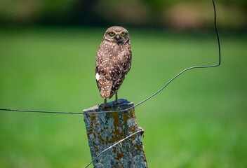 burrowing owl perched on post
