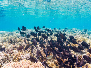 ナガニザ, Brown Surgeonfish, Acanthurus nigrofuscus, ニザダイ科,
美しいサンゴ礁と熱帯魚の群れ。
沖縄県島尻郡慶良間諸島座間味島安室島-2025
サンゴの産卵があり卵が漂う。沖縄本島から40km西方の諸島。30以上の島嶼群全体が国立公園に指定。珊瑚礁の青い海と白い砂浜は世界屈指の美。貴重な動植物が多数生息。
