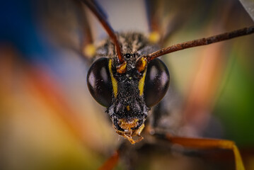 トガリヒメバチ（クローズアップ）
