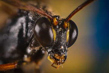 トガリヒメバチ（クローズアップ）
