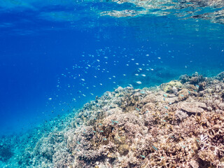 デバスズメダイ, Blue green damselfish, Chromis viridis, Blue green chromis, スズメダイ科,
美しいサンゴ礁と熱帯魚の群れ。
沖縄県島尻郡慶良間諸島座間味島安室島-2025
サンゴの産卵があり卵が漂う。沖縄本島から40km西方の諸島。30以上の島嶼群全体が国立公園に指定。珊瑚礁の青い海と白い砂浜は世界屈指の美。貴重な動植物が多数生息。
