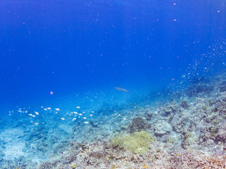 Fototapeta premium イケガツオ, Doubledotted queenfish, Scomberoides lysan, アジ科, 美しいサンゴ礁と熱帯魚の群れ。 沖縄県島尻郡慶良間諸島座間味島安室島-2025 サンゴの産卵があり卵が漂う。沖縄本島から40km西方の諸島。30以上の島嶼群全体が国立公園に指定。珊瑚礁の青い海と白い砂浜は世界屈指の美。貴重な動植物が多数生息。 