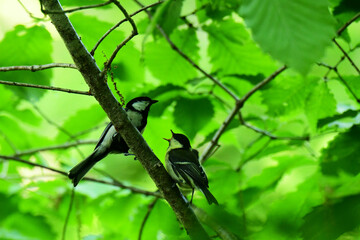 おねだりするシジュウカラの幼鳥