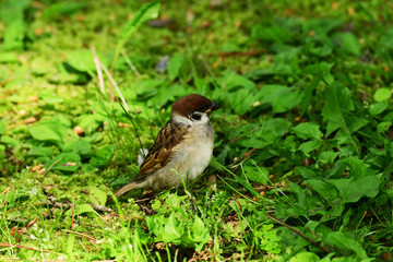 地面に立ったスズメの幼鳥