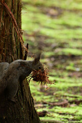Fototapeta premium 巣材をまとめてくわえるエゾリス
