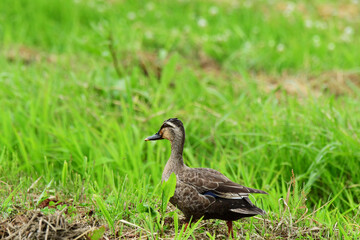 畔道を歩くカルガモ