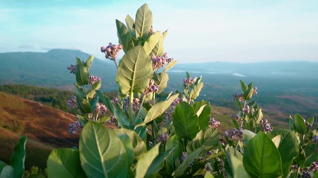 Beautiful slow-motion video of purple Crown Flowers (Calotropis gigantea or Widuri) swaying gently. Warm light illuminates the plant against a serene mountain landscape background at sunrise.