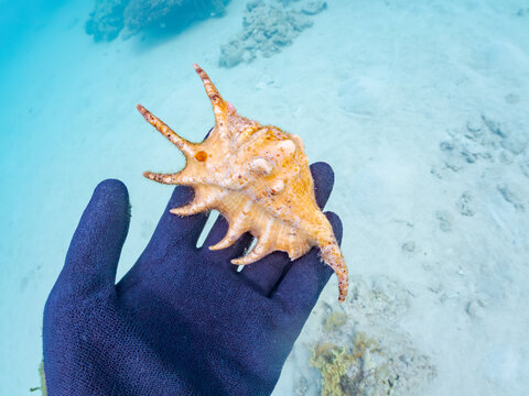 クモガイ, Spider conch, Lambis lambis, ソデボラ科,
美しいサンゴ礁と熱帯魚の群れ。
沖縄県島尻郡慶良間諸島座間味島安室島-2025
この日はサンゴの産卵があり、よく見ると卵が漂っている。沖縄本島から40km西方にある諸島。大小30以上の島々からなる島嶼群は全体が国立公園に指定されている。珊瑚礁の海、白い砂浜、緑の山地は世界屈指の美しさ。多くの貴重な動植物が生息してい