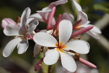 White magnolia flowers bloom in the garden.