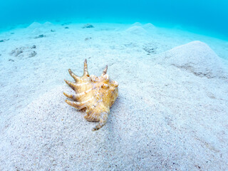 クモガイ, Spider conch, Lambis lambis, ソデボラ科,
美しいサンゴ礁と熱帯魚の群れ。
沖縄県島尻郡慶良間諸島座間味島安室島-2025
この日はサンゴの産卵があり、よく見ると卵が漂っている。沖縄本島から40km西方にある諸島。大小30以上の島々からなる島嶼群は全体が国立公園に指定されている。珊瑚礁の海、白い砂浜、緑の山地は世界屈指の美しさ。多くの貴重な動植物が生息してい
