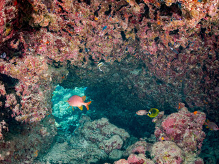 ニジエビス, Crown squirrelfish, Sargocentron diadema,
アカマツカサ, Blotcheye soldierfish, Myripristis berndti,
チョウハン, Raccoon butterflyfish, Chaetodon lunula,
ミナミハタタテダイ, Threeband pennantfish, 
美しいサンゴ礁と熱帯魚の群れ。
