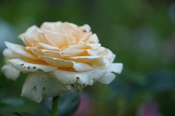 Single white rose in the garden.