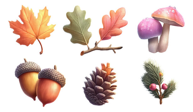 Colorful Autumn Leaves, Acorns, Pinecones, and Mushrooms on Transparent Background