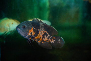 close up view of an oscar fish in a large aquarium.